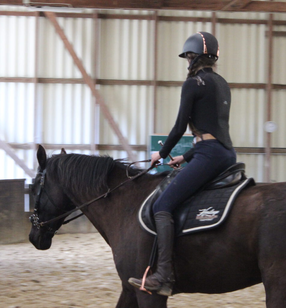 Pferd mit Reiter an der gebisslosen Zäumung. Verschiedene Zäumungen, die individuelle zu Pferd und Reiter in meiner Pferdeausbildung und dem Beritt.