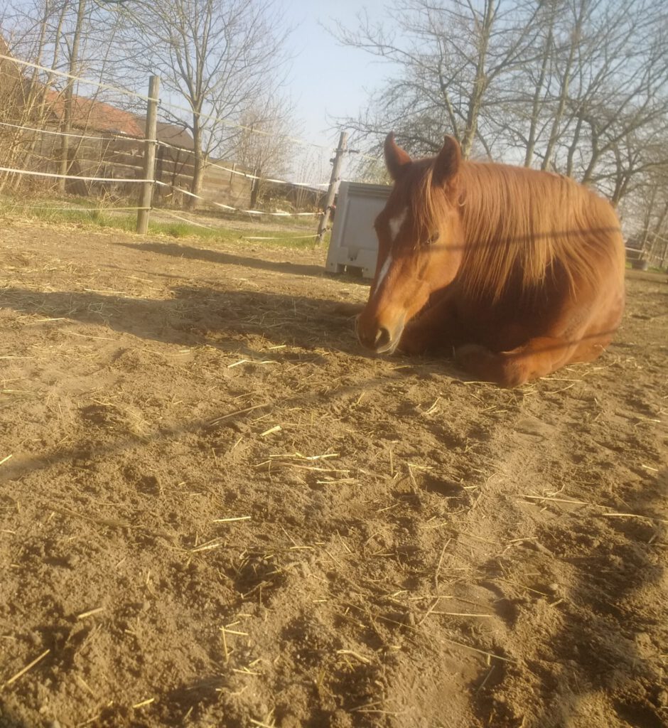 Pferd liegt in der Sonne auf einem Sandpaddock. Zeigt die Haltung bei Pferdeausbildung und Beritt bei Stefanie Schieferstein.
